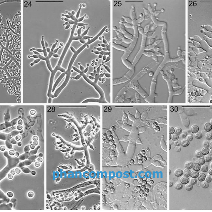 Hình ảnh một số loài nấm Trichoderma dới kính hiển vi