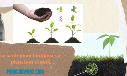 So sánh phân Compost và phân vi sinh sử dụng trong nông nghiệp