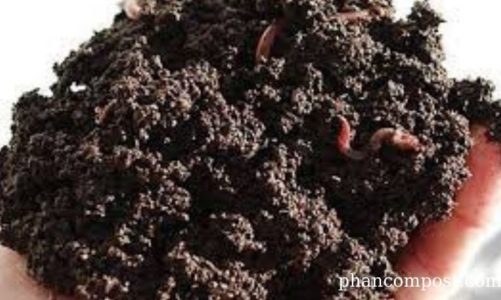 Ủ phân nhanh bằng trùn quế tạo nguồn hữu cơ hữu hiệu cho sản xuất nông nghiệp